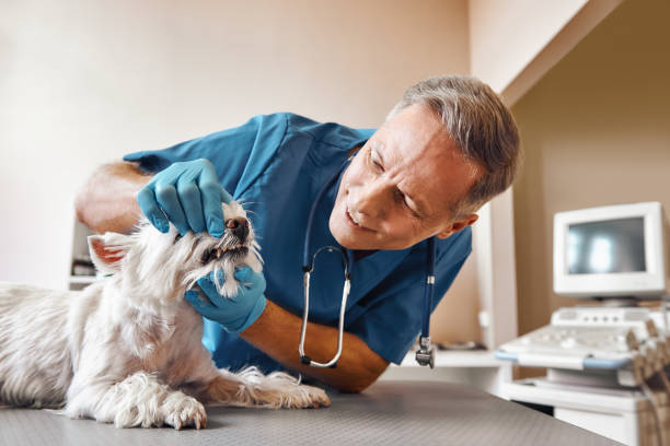 Best 24-Hour Emergency Dental Care in Lakeport, TX